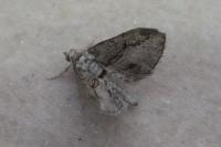 Eupithecia phoeniceata
