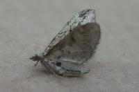Eupithecia phoeniceata