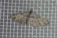 Gymnoscelis rufifasciata
