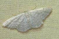 Idaea subsericeata