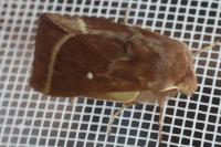 Lasiocampa trifolii