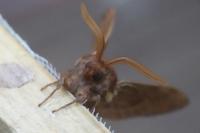 Lasiocampa trifolii