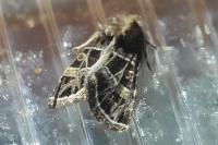 Leucochlaena oditis