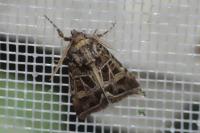 Leucochlaena oditis