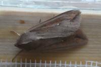Mythimna unipuncta