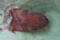 Noctua janthe/janthina