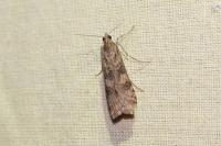 Nomophila noctuella
