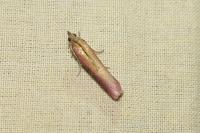 Oncocera semirubella