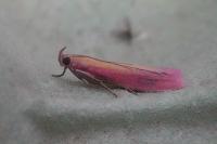 Oncocera semirubella