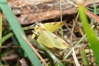 Opisthograptis luteolata