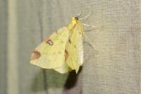Opisthograptis luteolata