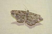 Peribatodes rhomboidaria rhomboidaria
