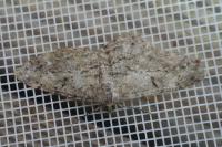 Peribatodes rhomboidaria rhomboidaria