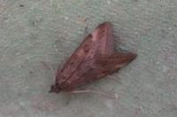 Pyrausta despicata