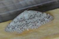 Scopula marginepunctata