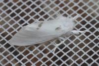 Sphrageidus similis