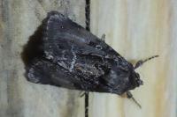 Thalpophila matura