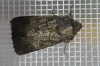 Tholera cespitis