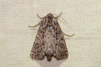 Tholera decimalis