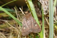 Xestia xanthographa