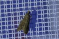 Glyptoteles leucacrinella