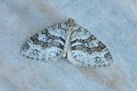 Nothocasis sertata
