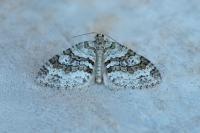 Nothocasis sertata