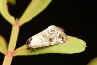 Eublemma scitula