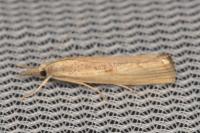 Agriphila geniculea