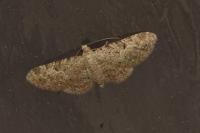 Eupithecia semigraphata