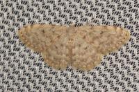 Scopula asellaria asellaria