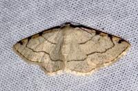 Stegania trimaculata