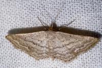 Idaea elongaria