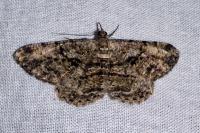 Peribatodes rhomboidaria ichnusaria