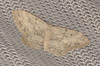 Scopula marginepunctata