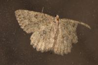Charissa obscurata bellieri