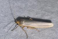 Eilema caniola