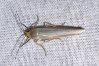 Eilema caniola