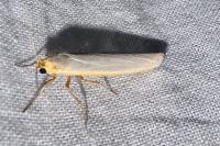 Eilema caniola