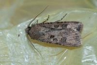 Agrotis segetum