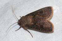 Agrotis segetum