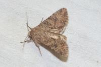 Anarta trifolii