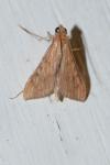 Antigastra catalaunalis
