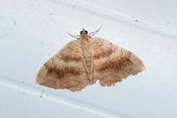 Camptogramma bilineata