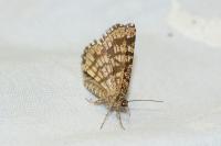 Chiasmia clathrata