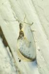 Cilix glaucata