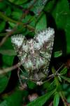 Cryphia algae