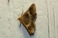 Dysgonia algira
