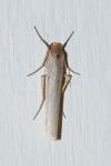 Eilema caniola