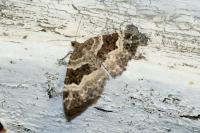 Epirrhoe alternata